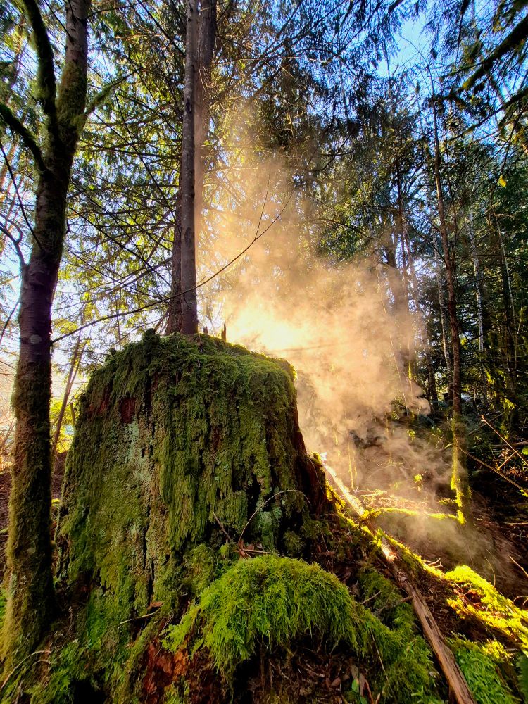 Sunrise in the forest illuminates the mist rising from a mossy stump. 