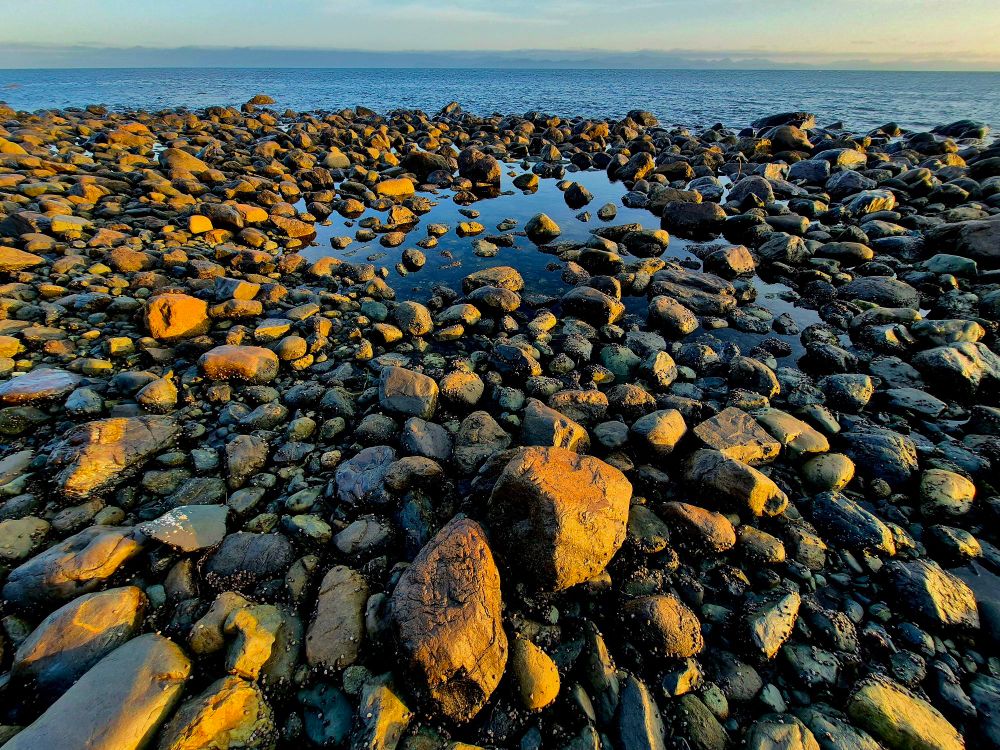 The rocky shore of Vancouver Island at low tide. Thousands of rock are exposed and glow orange in the late day sun. 