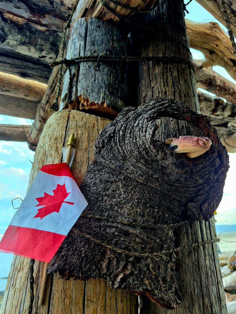 A crab sits perched in a piece of bark, next to a Canadian flag, tied to a pole in a beachfront driftwood shelter. 