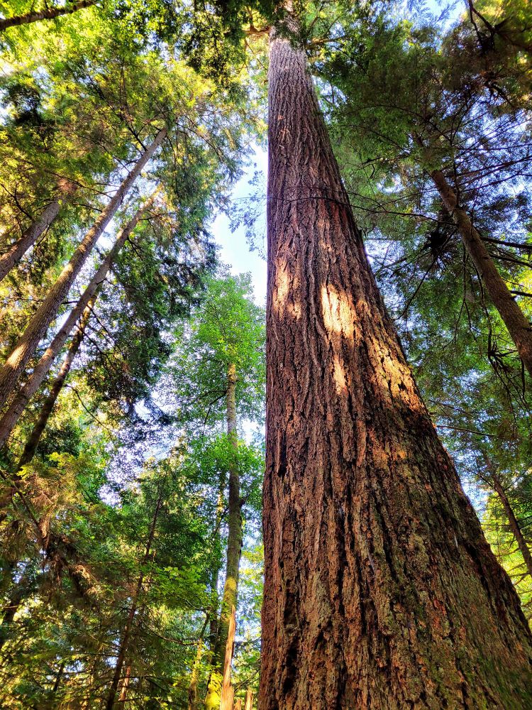 A very large tree growing in the forest near Gibsons, BC.