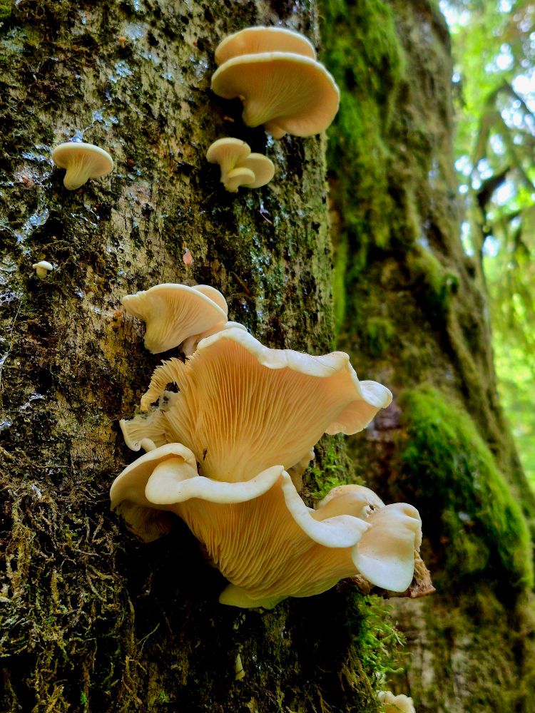 These kinda look like oyster mushrooms but Google says Angel wing mushrooms. 🤷 whatever they are, they are beautiful 😍 