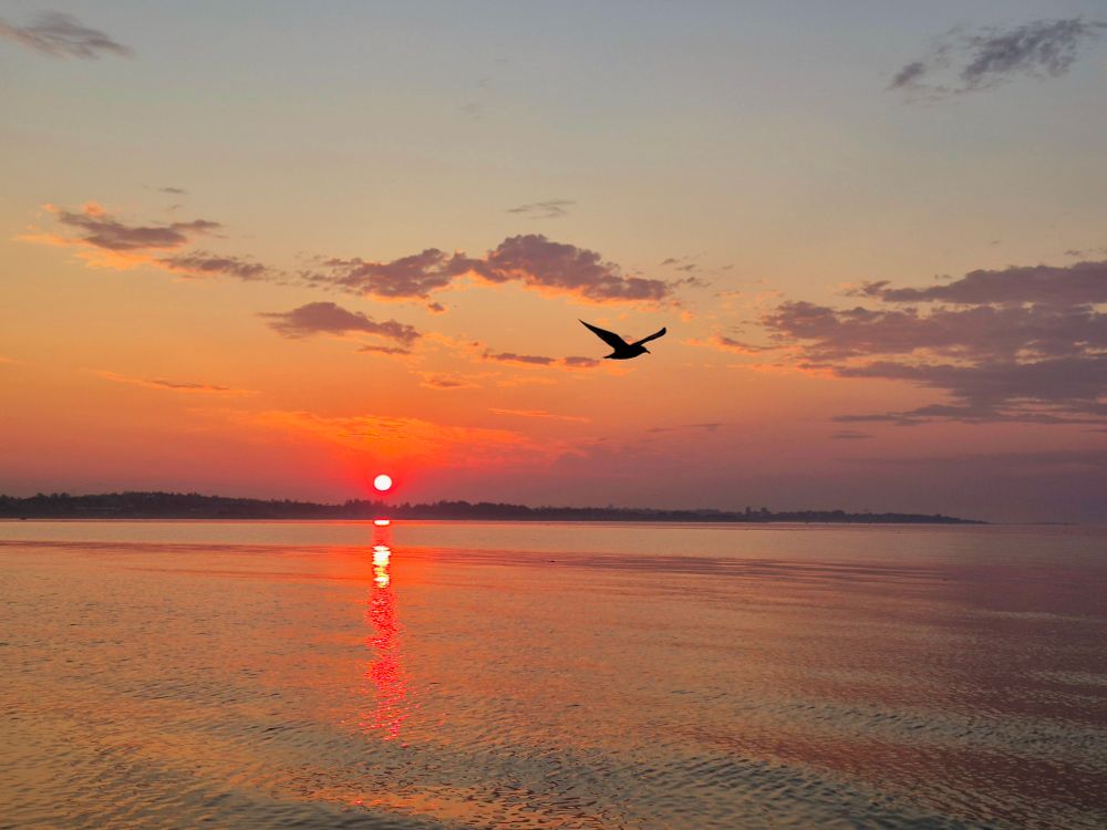 A seagull soars through the morning sky at sunrise. Smoke in the atmosphere makes the sun appear red at the horizon. 