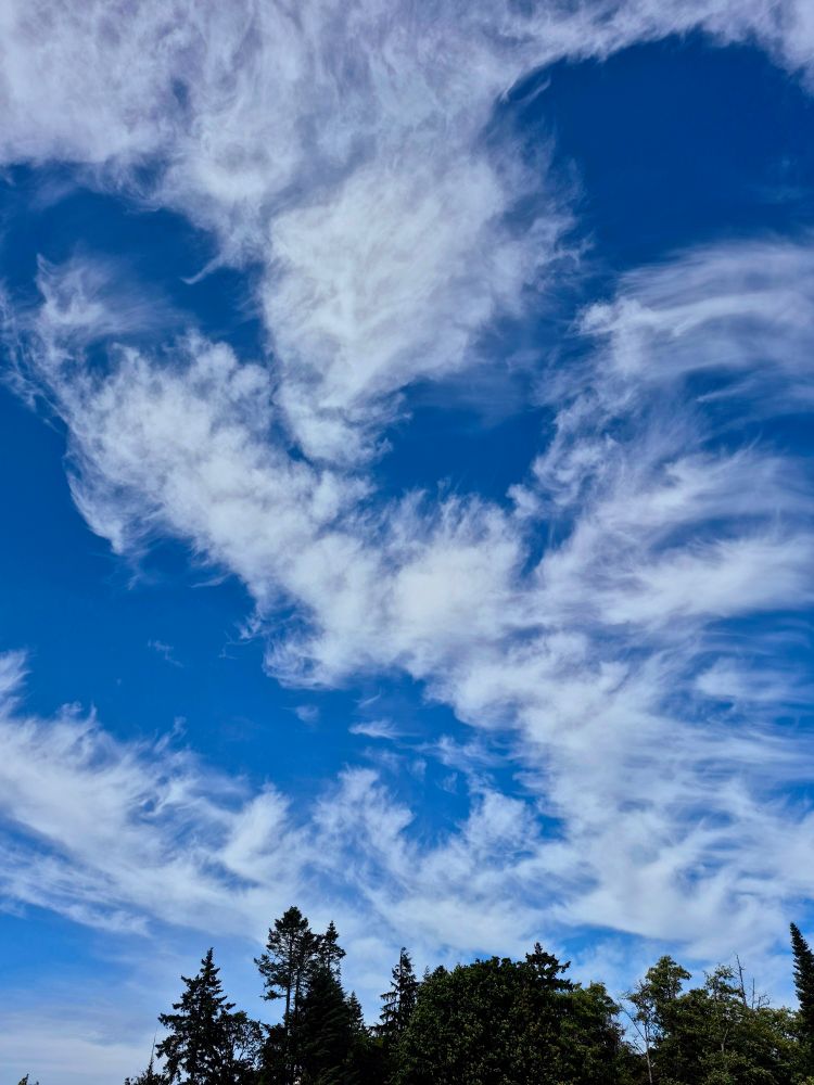 Clouds dance across the deep blue sky high above the trees.