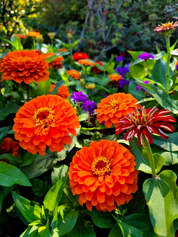 The flower in the image is a Zinnia, specifically likely a cultivar of Zinnia elegans, also known as the common zinnia. 