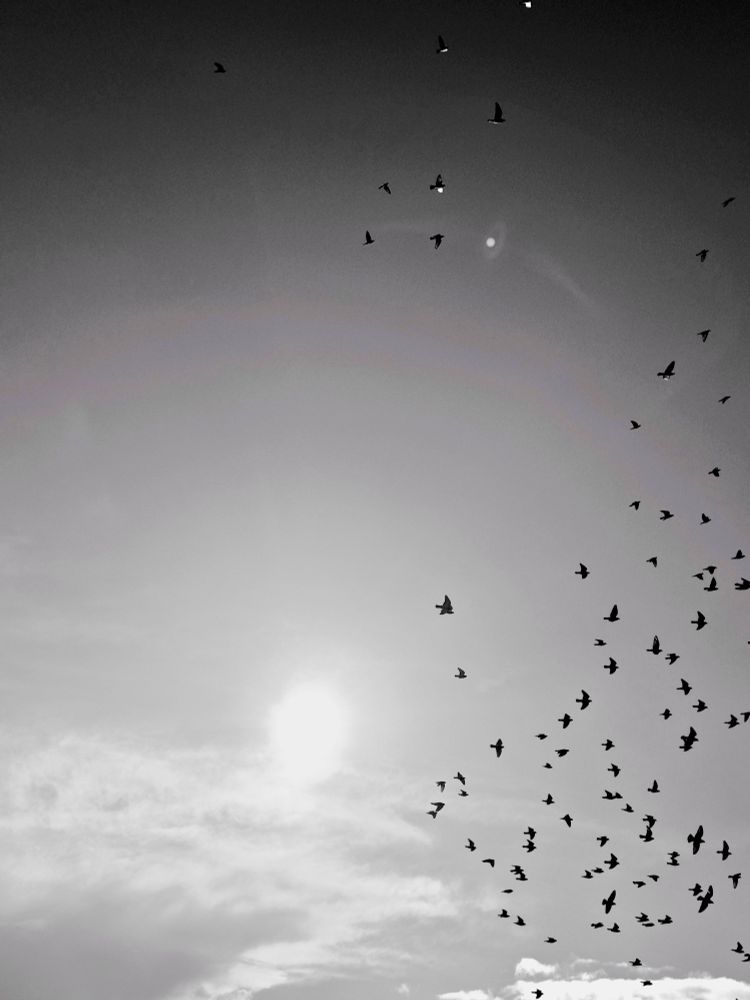 Black and white photograph of birds flying through the sky.