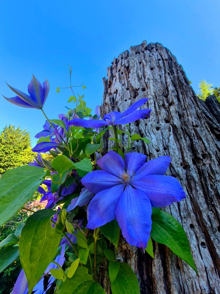 An old stump with bright blue flowers growing up it. The image displays a beautiful Clematis flower, known for its large, vibrant blue petals. 
