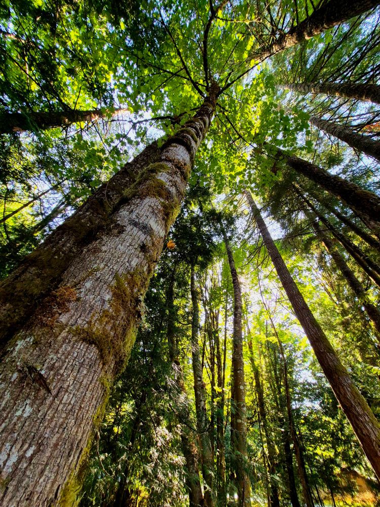 Trees glowing green in the forest of Vancouver Island. 