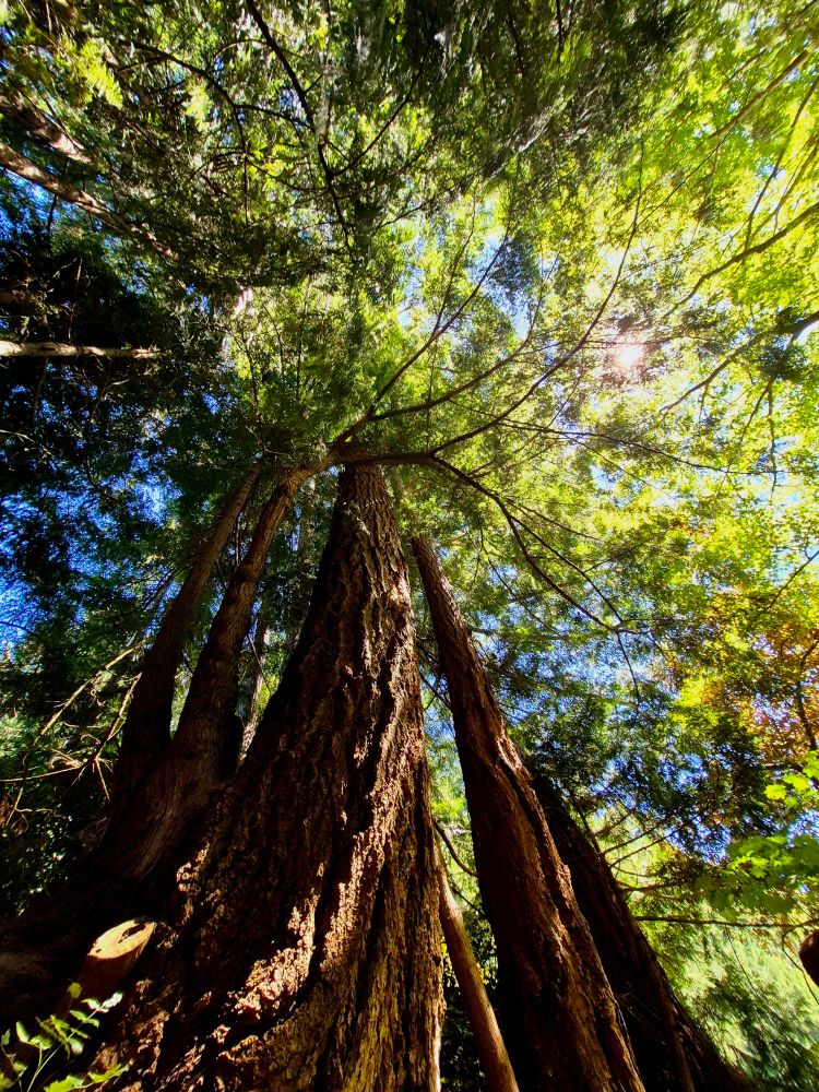 Sequoia trees grow tall in the forest of Vancouver Island. Brilliant sunlight beams through the canopy casting bold shadows throughout the forest below.