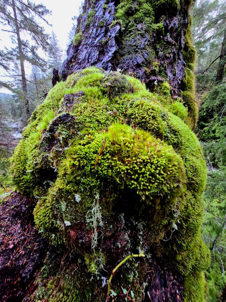 A moss covered tree trunk in the forest of Vancouver Island. The moss glows green against the dark tree.