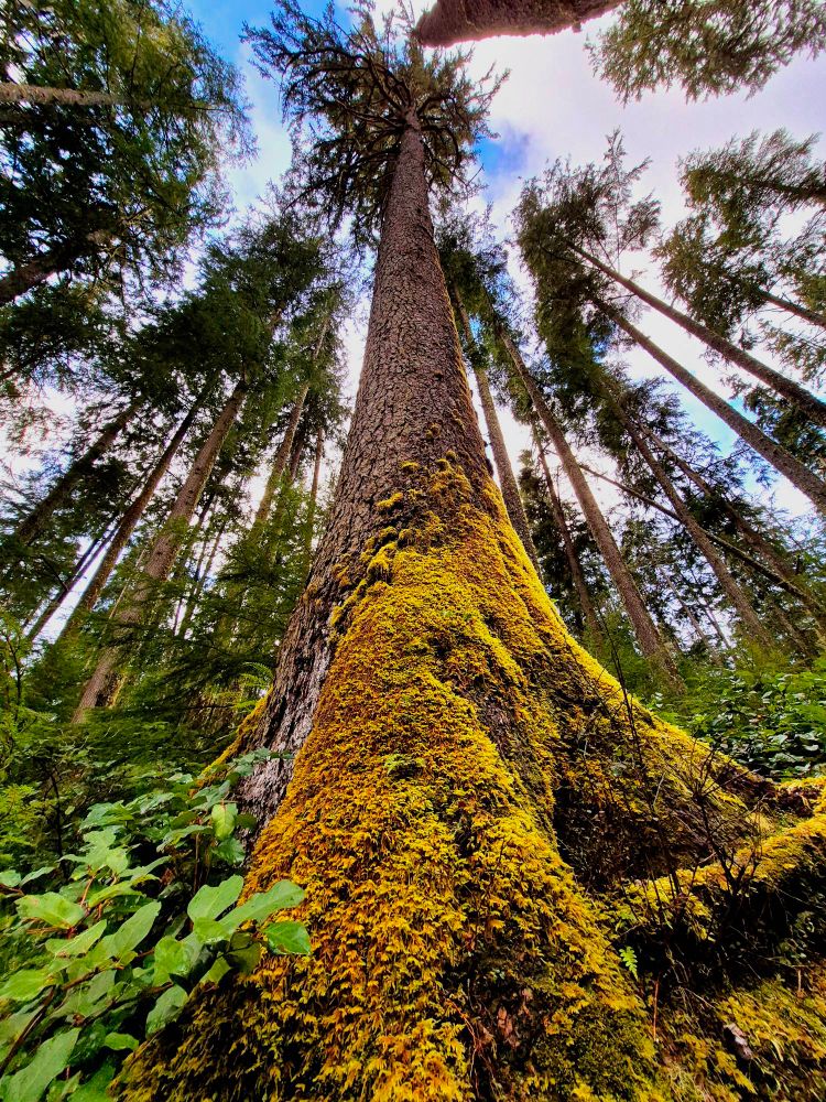 A giant mossy tree grows tall in the forest, lush greens contrasted by the blue sky and white clouds is a beautiful sight.