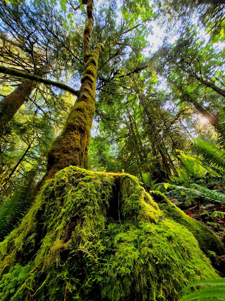 A mossy covered rock sits at the base of a mossy tree. Lush green fills the landscape in stunning vibrancy. The sun beams through the forest, illuminating all that it touches.