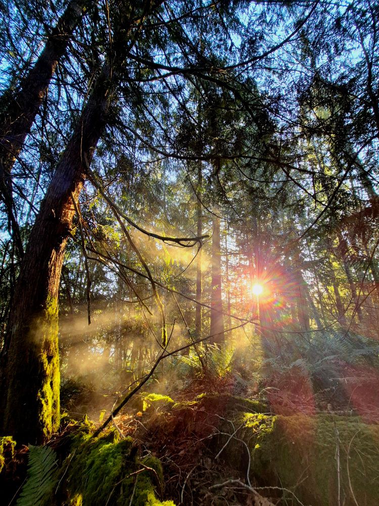 The morning sun beams through the forest trees, illuminating the morning mist. 