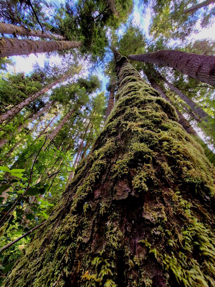 A tall mossy tree grows in the forest of Vancouver Island. 