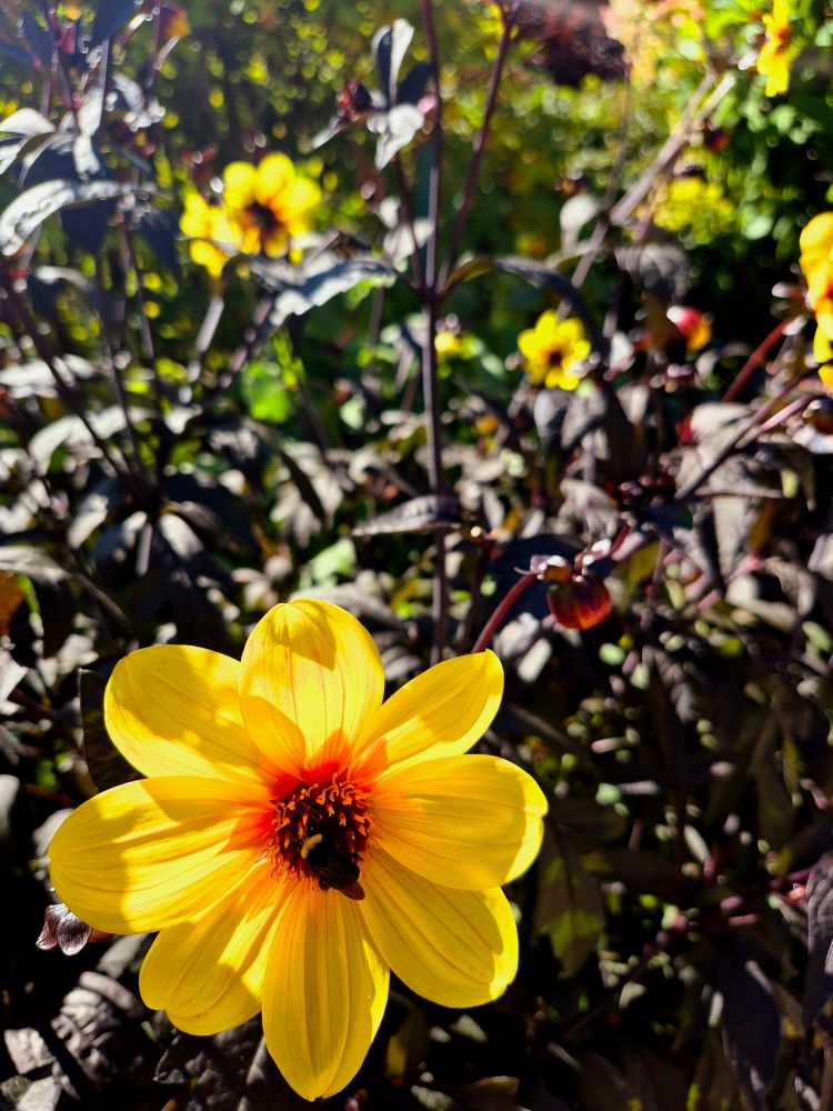 The image captures a bumblebee actively pollinating a yellow dahlia flower, likely a 'Moonfire' variety known for its warm colors and dark foliage. 
