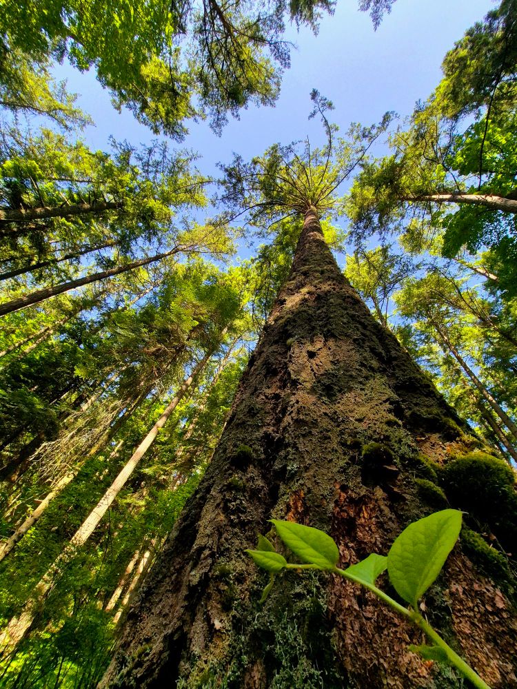 A large tree stretches up towards the sky. Blue sky glows above.