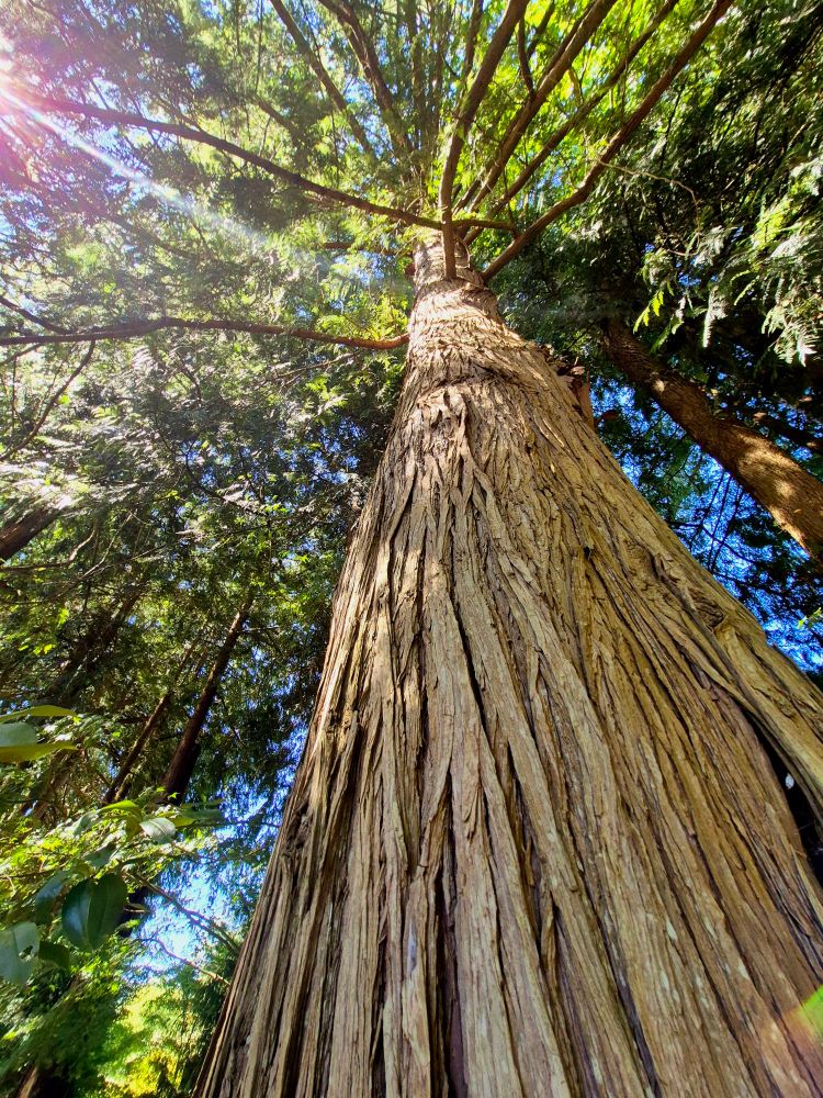A tall tree grows in the forest of Vancouver Island. Sunlight beams through the canopy, illuminating the forest below. 