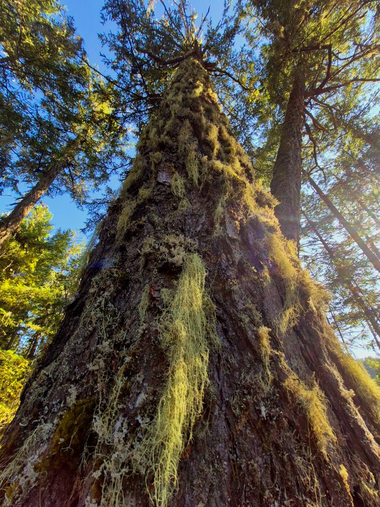 A tall mossy tree grows in the forest of Vancouver Island. Sunlight makes the landscape glow, highlighting the beardlike moss hanging from the tree trunk.