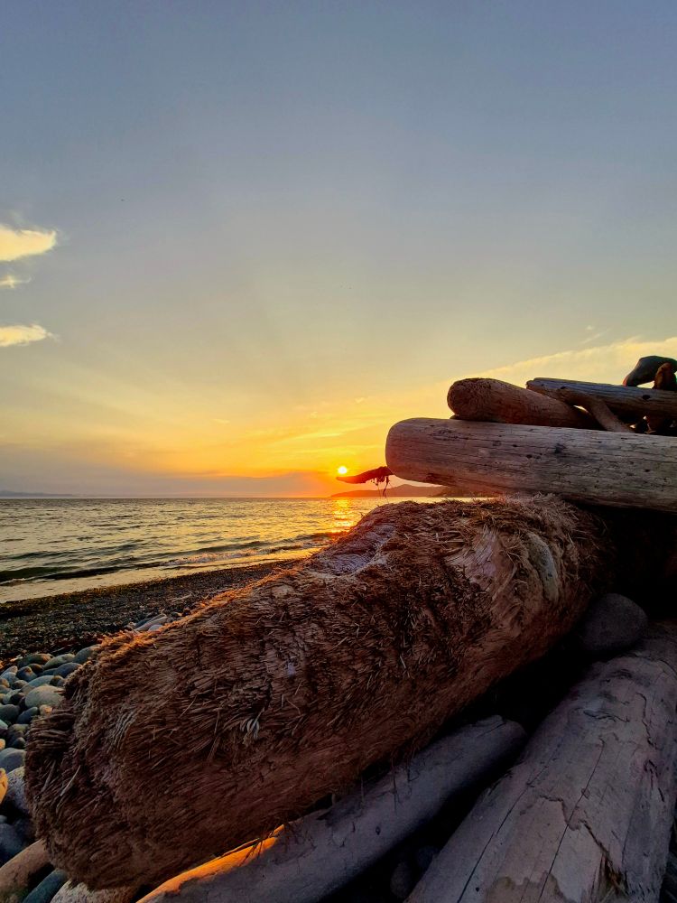 Driftwood logs are piled on the shore of Vancouver Island. The sun sets in the distance, it looks like it's balancing on the tip of a stick poking out of the pile. 