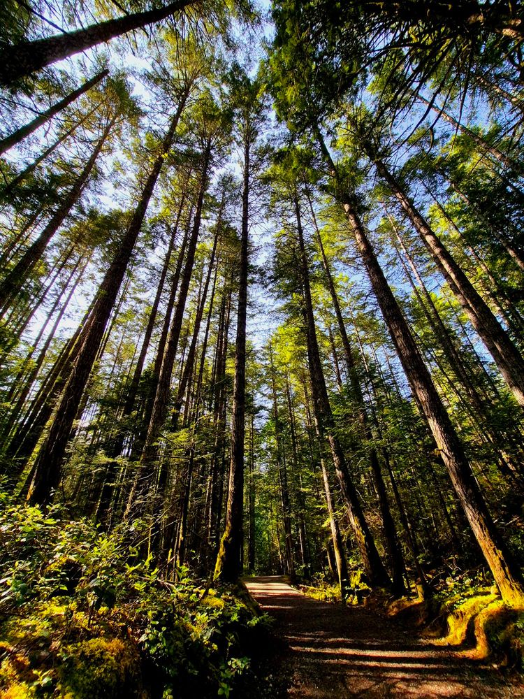 A hiking trails winds through the wilderness of Vancouver Island. 