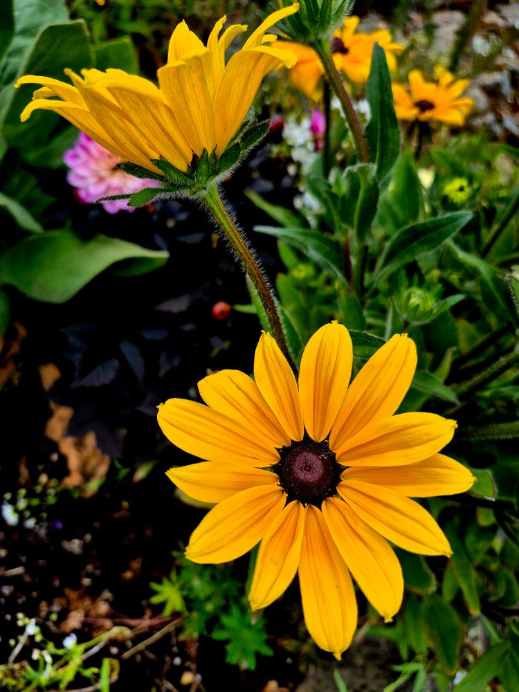 The flower in the photo is a Black-eyed Susan, scientifically known as Rudbeckia hirta. 