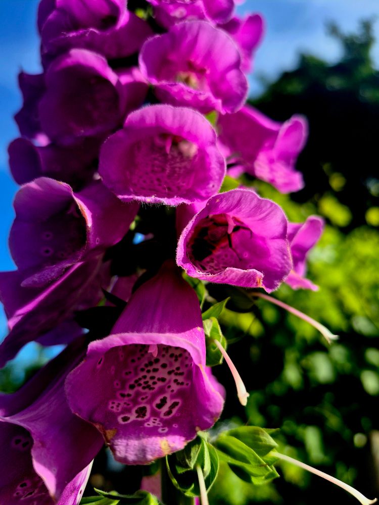 A bee nestled in a foxglove bloom in our garden!