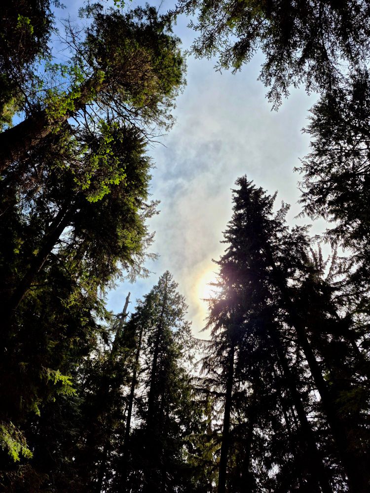 Looking up through the forest canopy at the sky above. Fog rolls in across the sun diffusing the sunlight. 