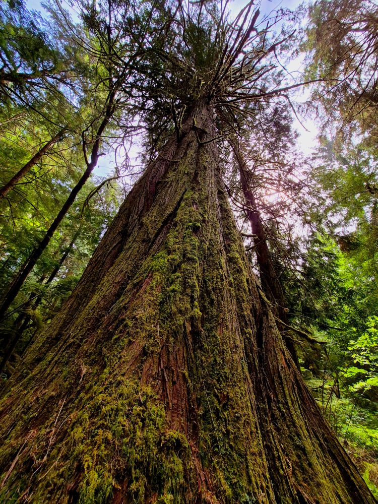 A thick tall tree grows in the forest of Vancouver Island! Moss clings to its bark as it reaches toward the sky.