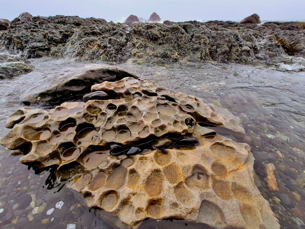 A dimpled rock sits partially submerged in a tidepool on a rocky shore. 