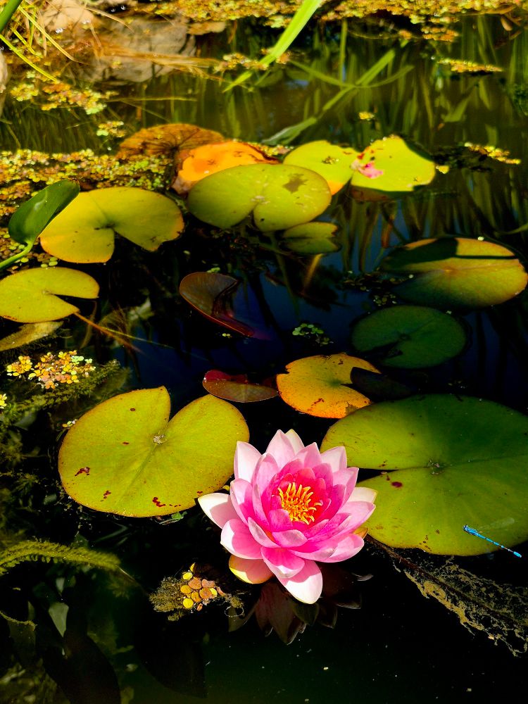 Pink water lily in our pond, surrounded by green lily pads. A tiny blue dragonfly hovers close by.