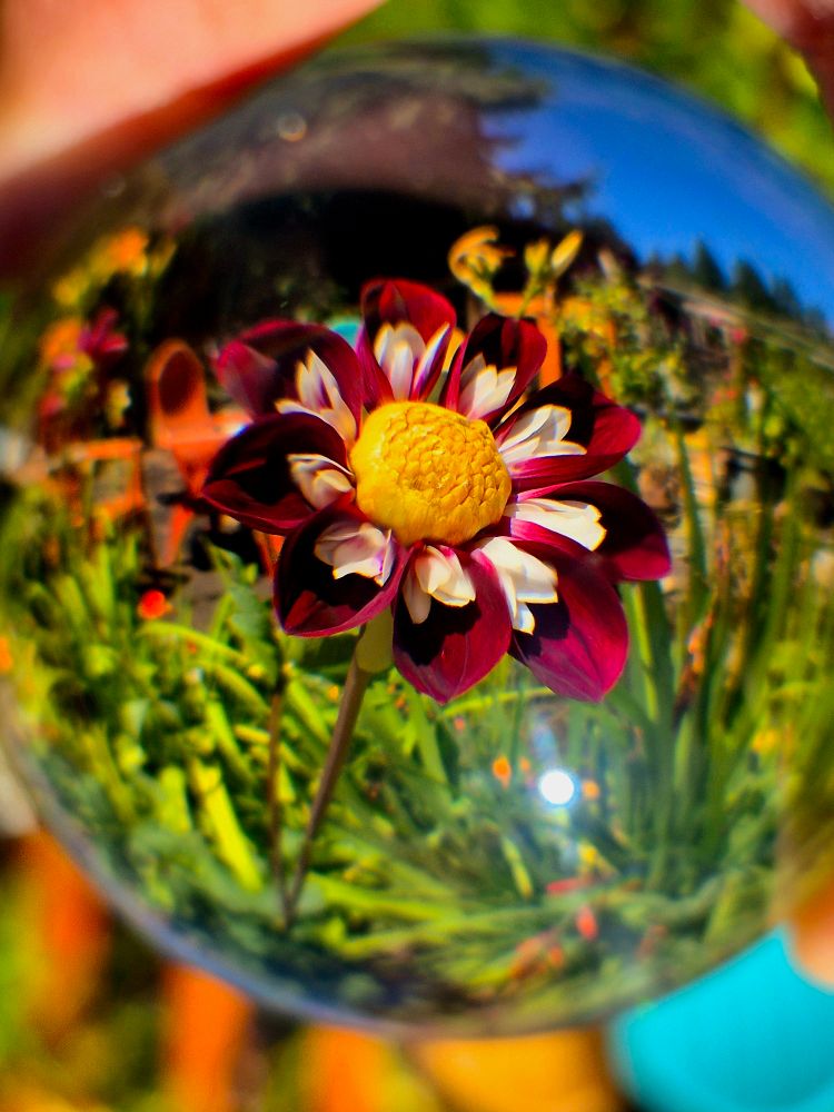 A dahlia from our garden viewed through a lens ball. 
