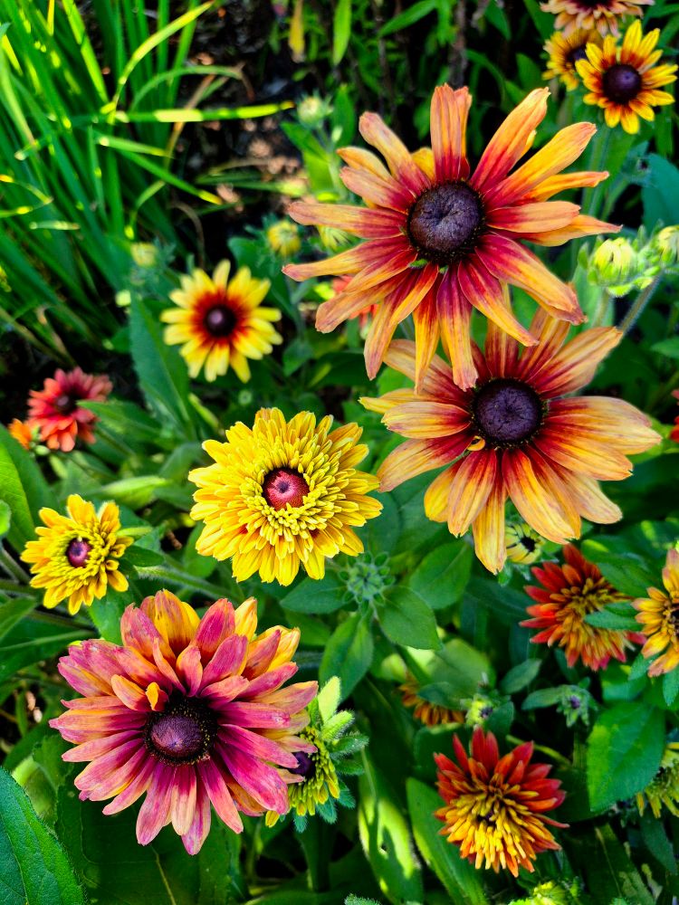 The image shows a 'Maya Double' Rudbeckia, also known as Black-Eyed Susan. 