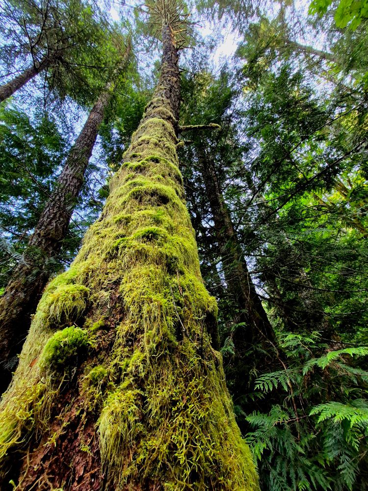 A mossy tree stretches toward the sky deep in the forest of Vancouver Island!
