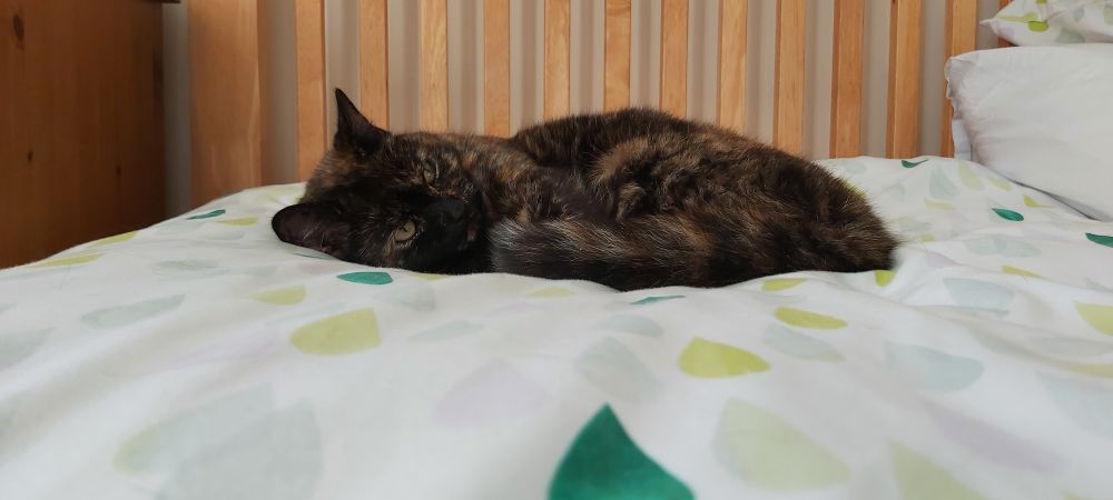 Tortie cat having a well earned sleep after a hard morning patrolling the garden