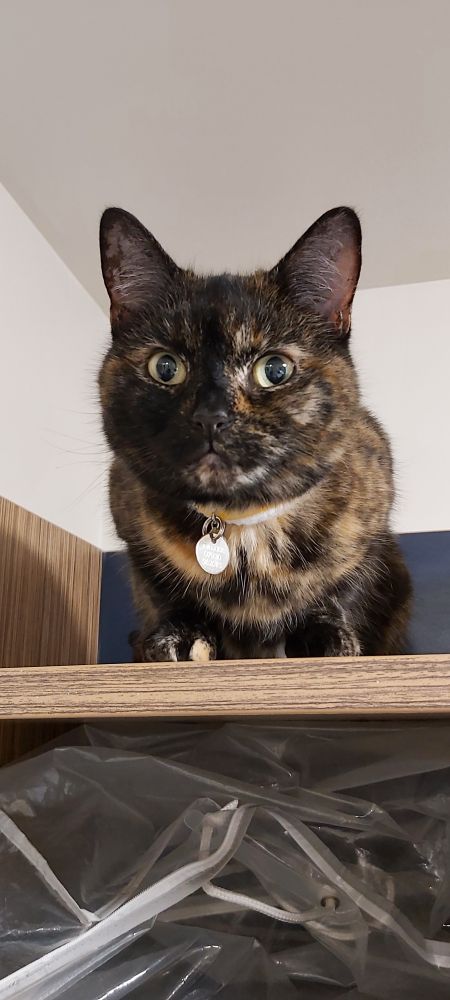 Tortie cat on top of a cupboard in the hotel room where we are staying following a house fire