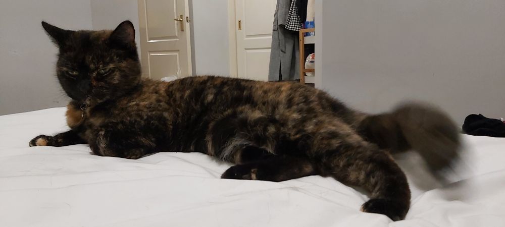 Tortie cat laying on the bed