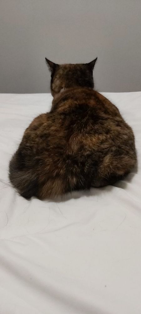 Tortie cat sitting on bed with her back to me