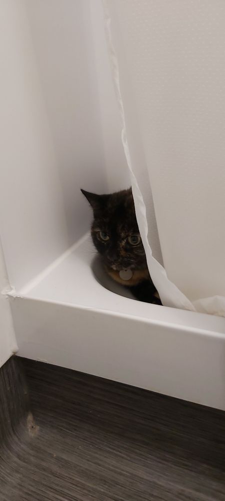Cat hiding in the shower at the Travelodge where we are staying following a house fire
