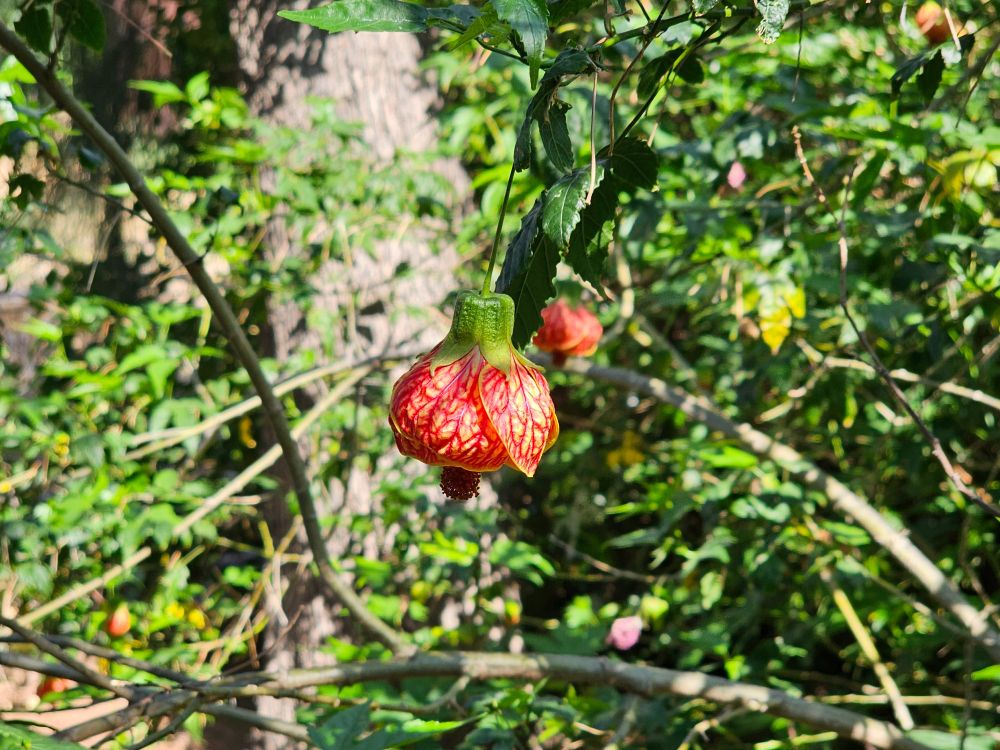 Original cellphone picture of flower from lantern bush.