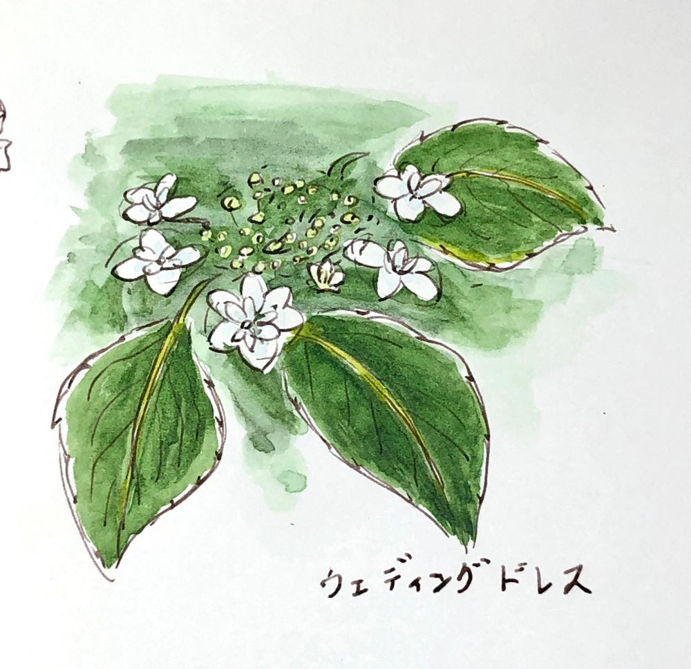 アジサイのスケッチ