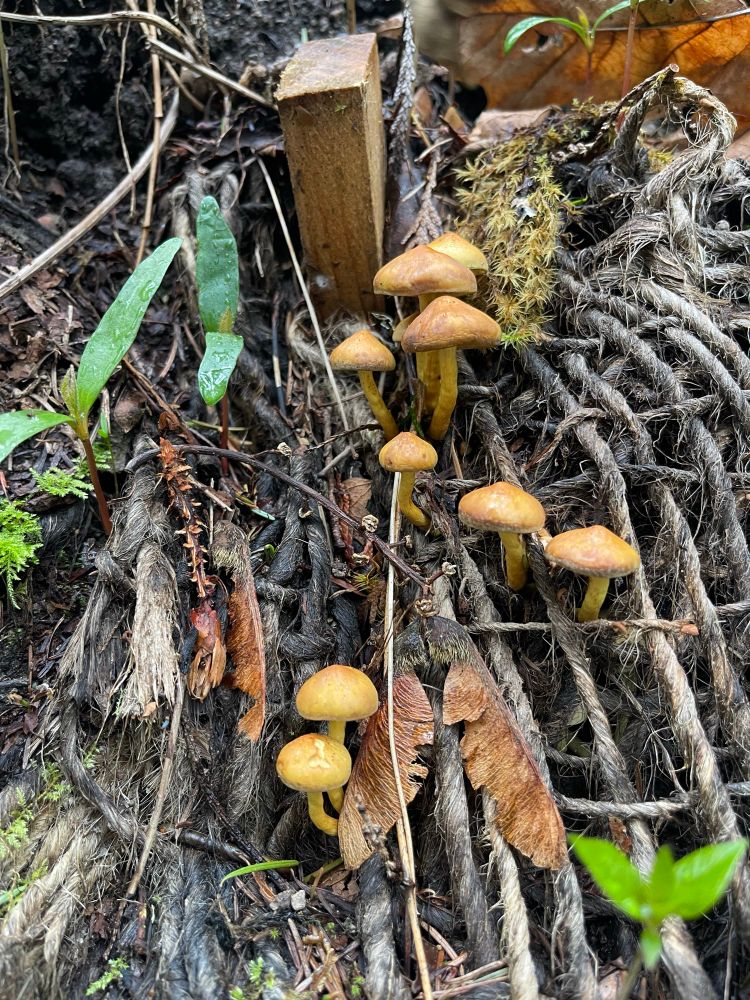 Tiny orange mushrooms sprouting out of a tree