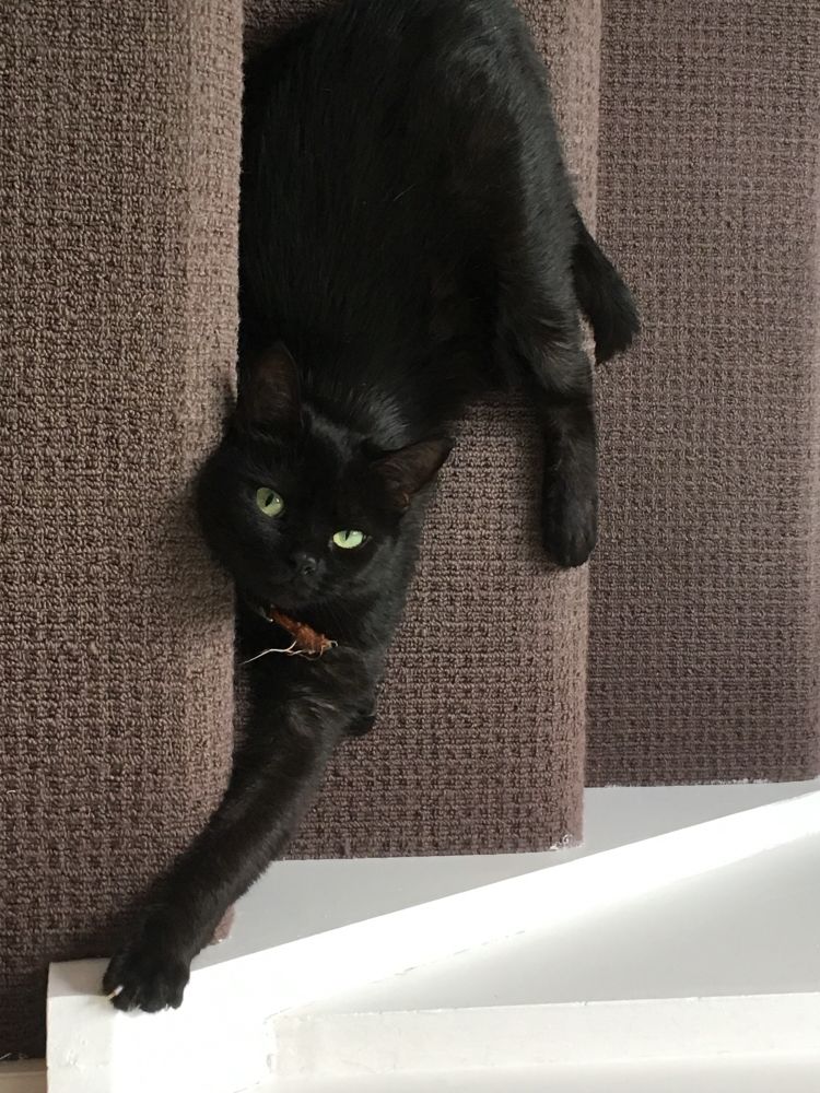 A black cat looks up at you one paw outstretched as she takes up a whole stair. 