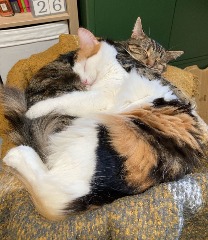 A calico and tabby cat snuggling. Like fully cuddling, paws around eachother on a mustard blanket. 