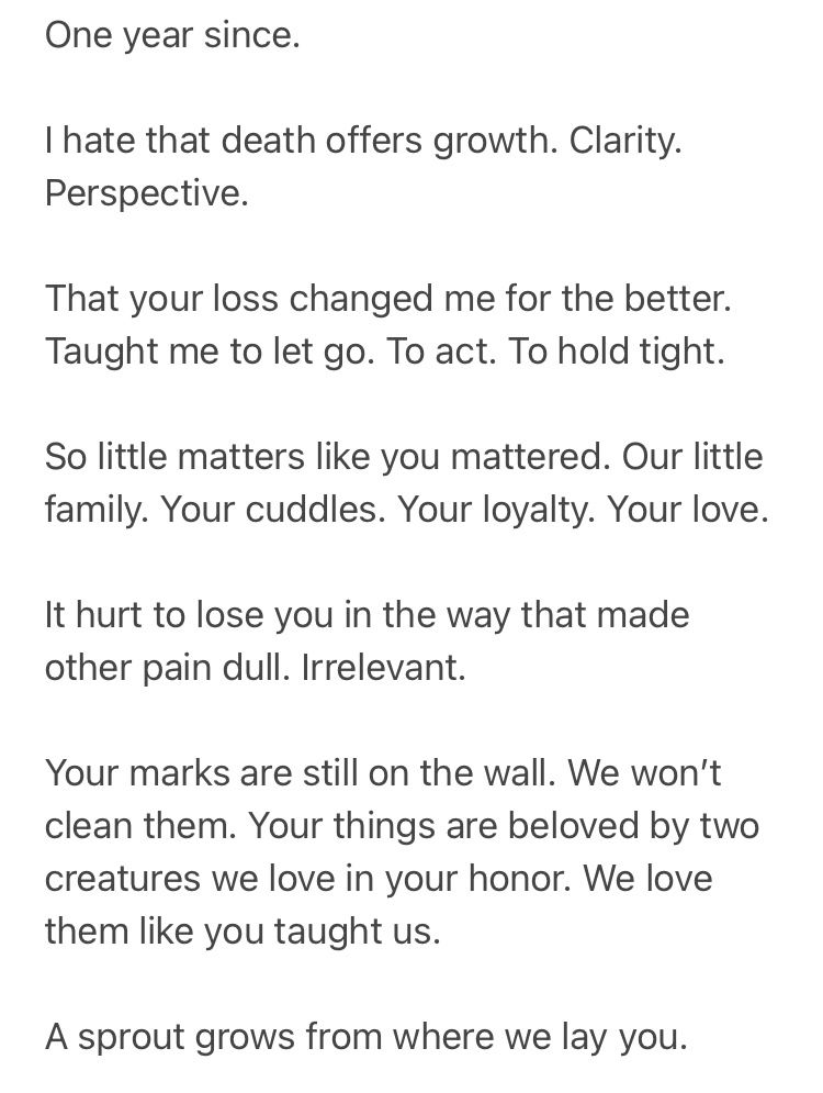 One year since.
I hate that death offers growth. Clarity.
Perspective.
That your loss changed me for the better.
Taught me to let go. To act. To hold tight.
So little matters like you mattered. Our little family. Your cuddles. Your loyalty. Your love.
It hurt to lose you in the way that made other pain dull. Irrelevant.
Your marks are still on the wall. We won't clean them. Your things are beloved by two creatures we love in your honor. We love them like you taught us.
A sprout grows from where we lay you.