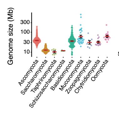 Summary of genome size variation among groups