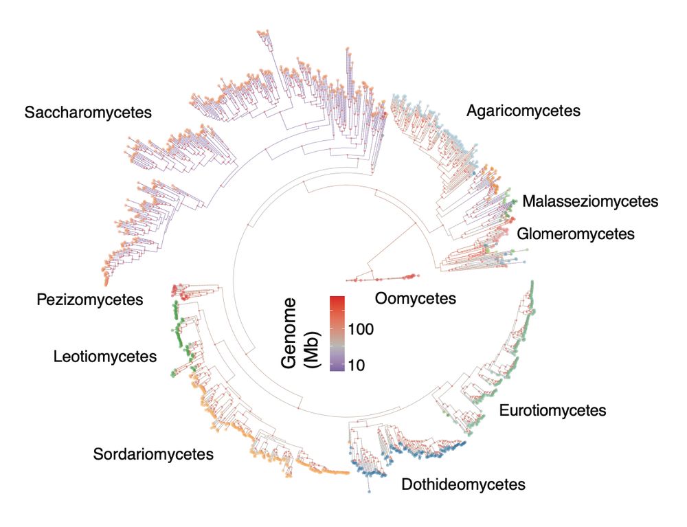 Fungal phylogeny highlighting genome size changes