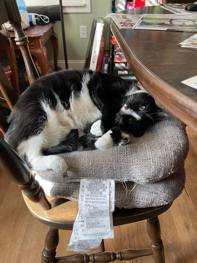 Cat curled up on a stack of cushions 