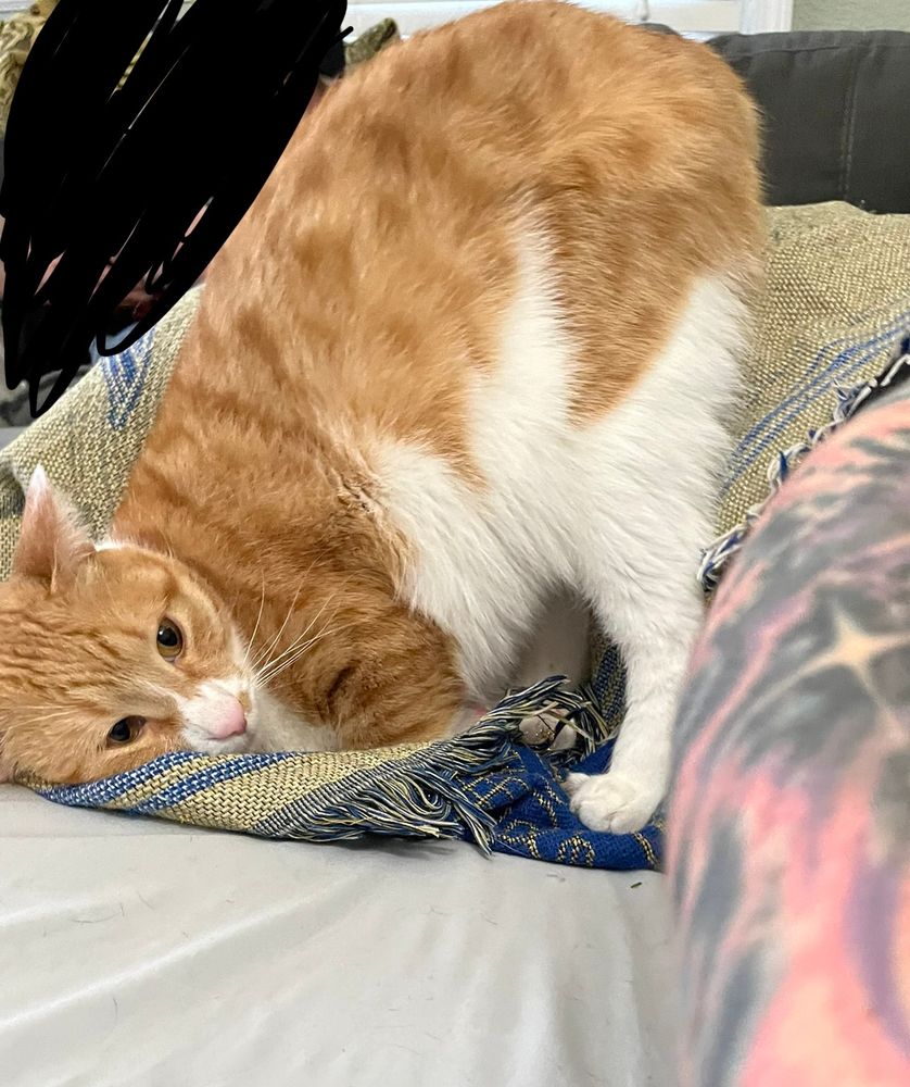 Orange cat with it's butt in the air but making eye contact. 