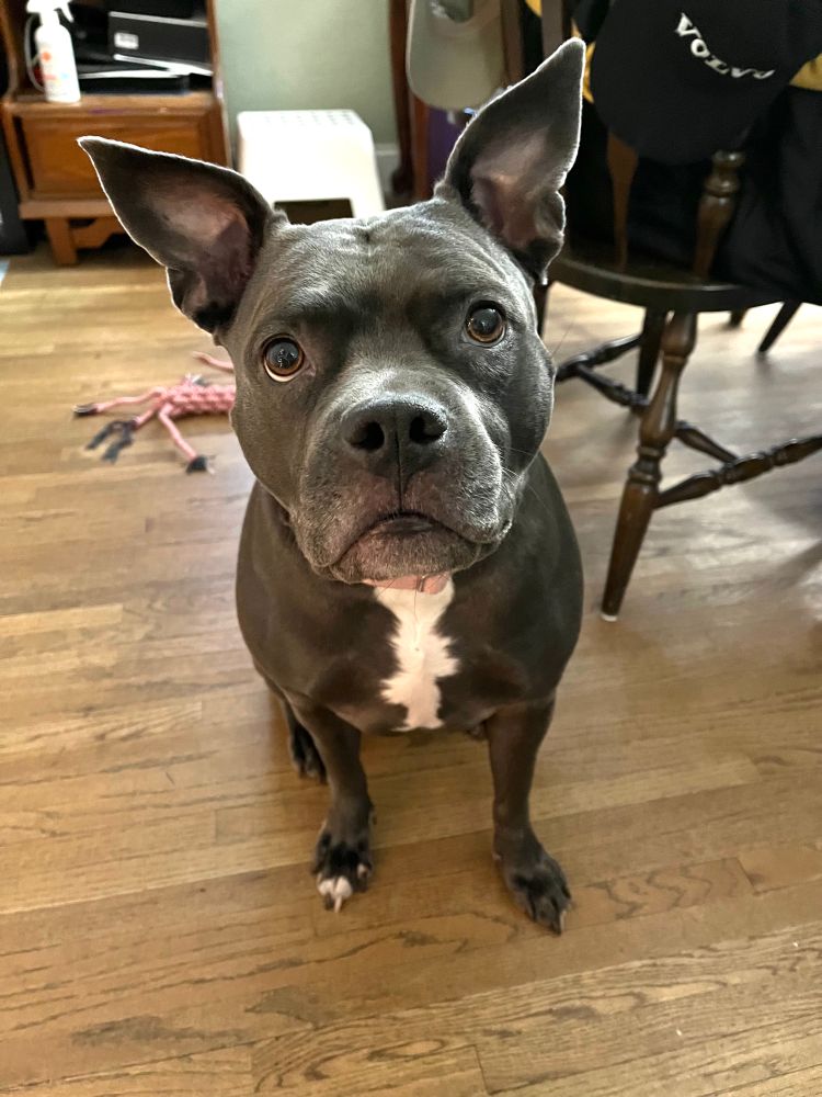 Pitbull with her ears sticking straight up
