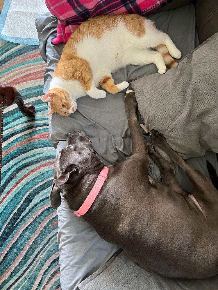 Dog and and kitty laying on the couch and almost touching feeties and while staring longingly into each other’s eyes