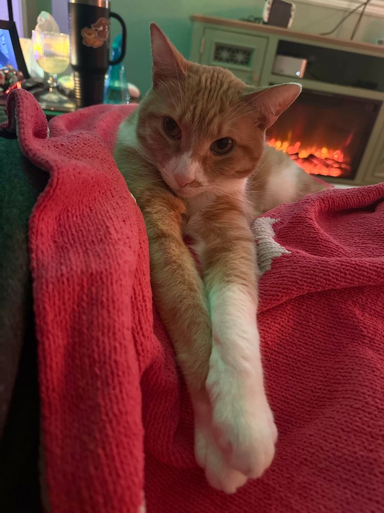 A very leggy cat. (A very bad boy)